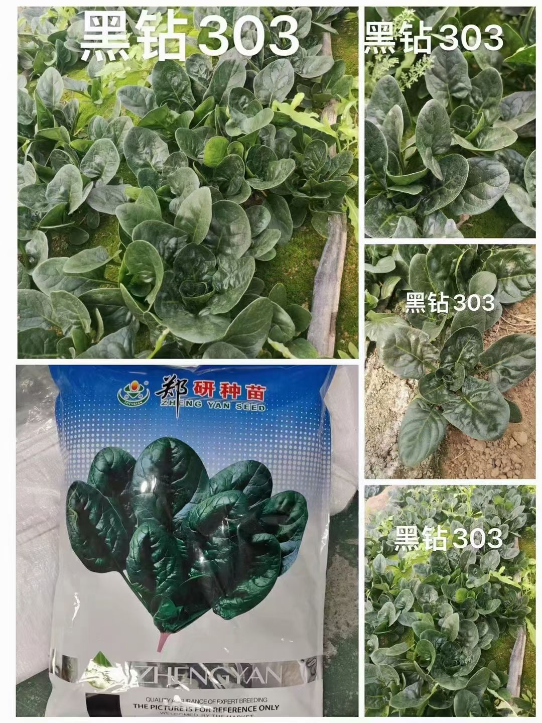 郑研黑钻505菠菜种子半直立型近圆叶叶色深叶片亮早秋越冬种植