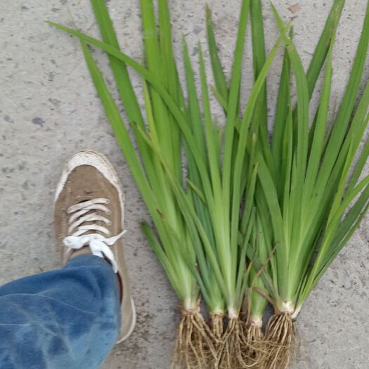 定州市黄菖蒲6分    
千屈菜3分