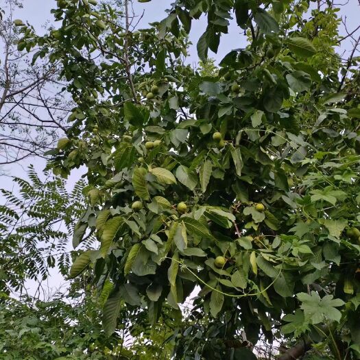 漳县青皮油香核桃