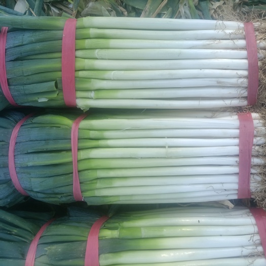西宁批发高原钢葱，量大，品质优良