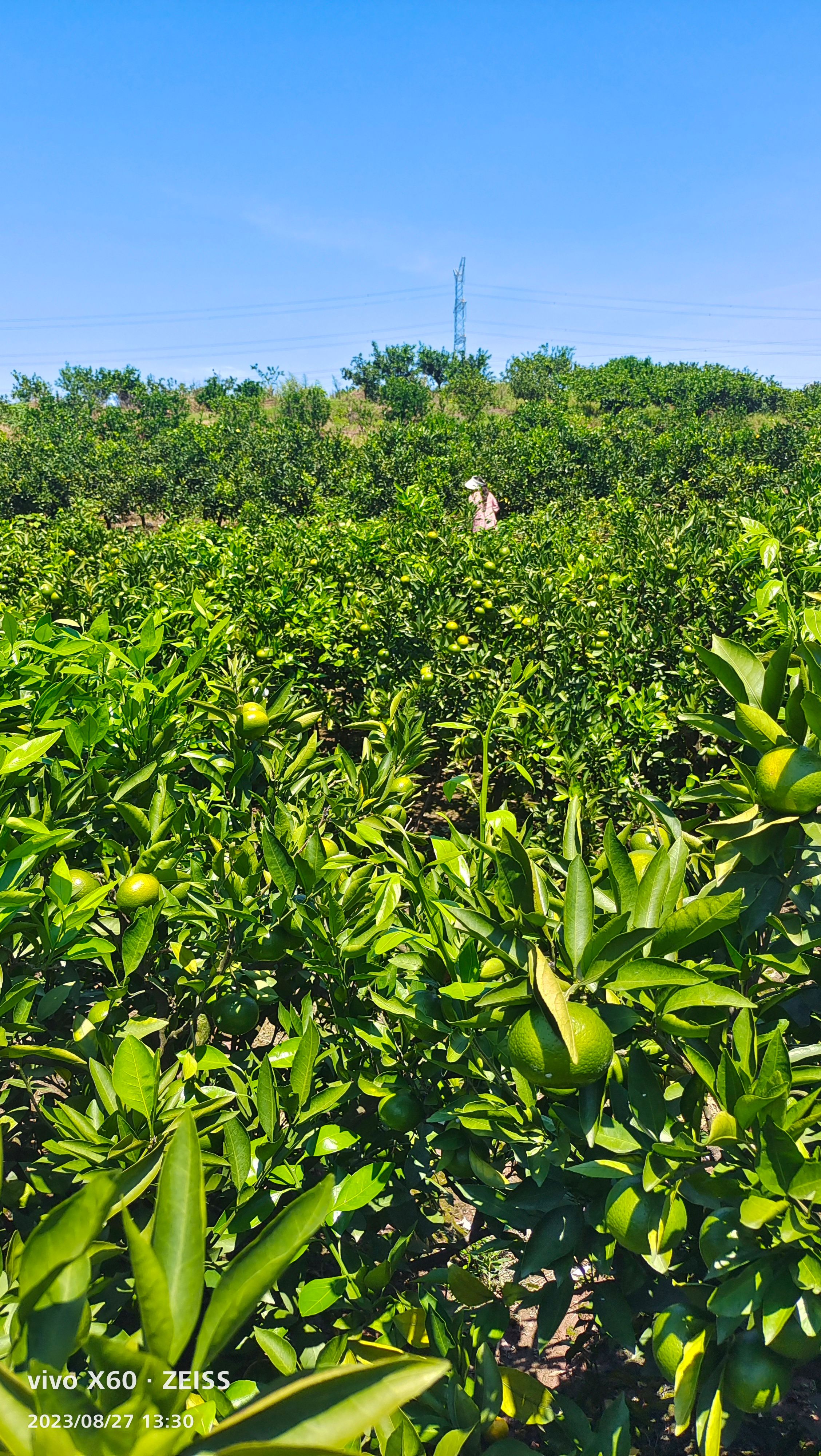 资阳特早蜜橘电商货市场果大量上市