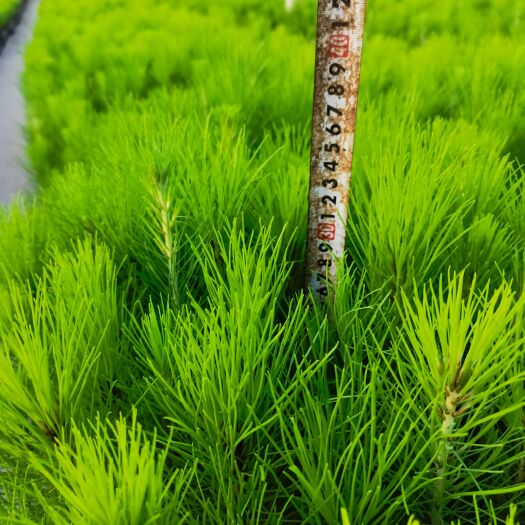 荔浦市湿地松树苗