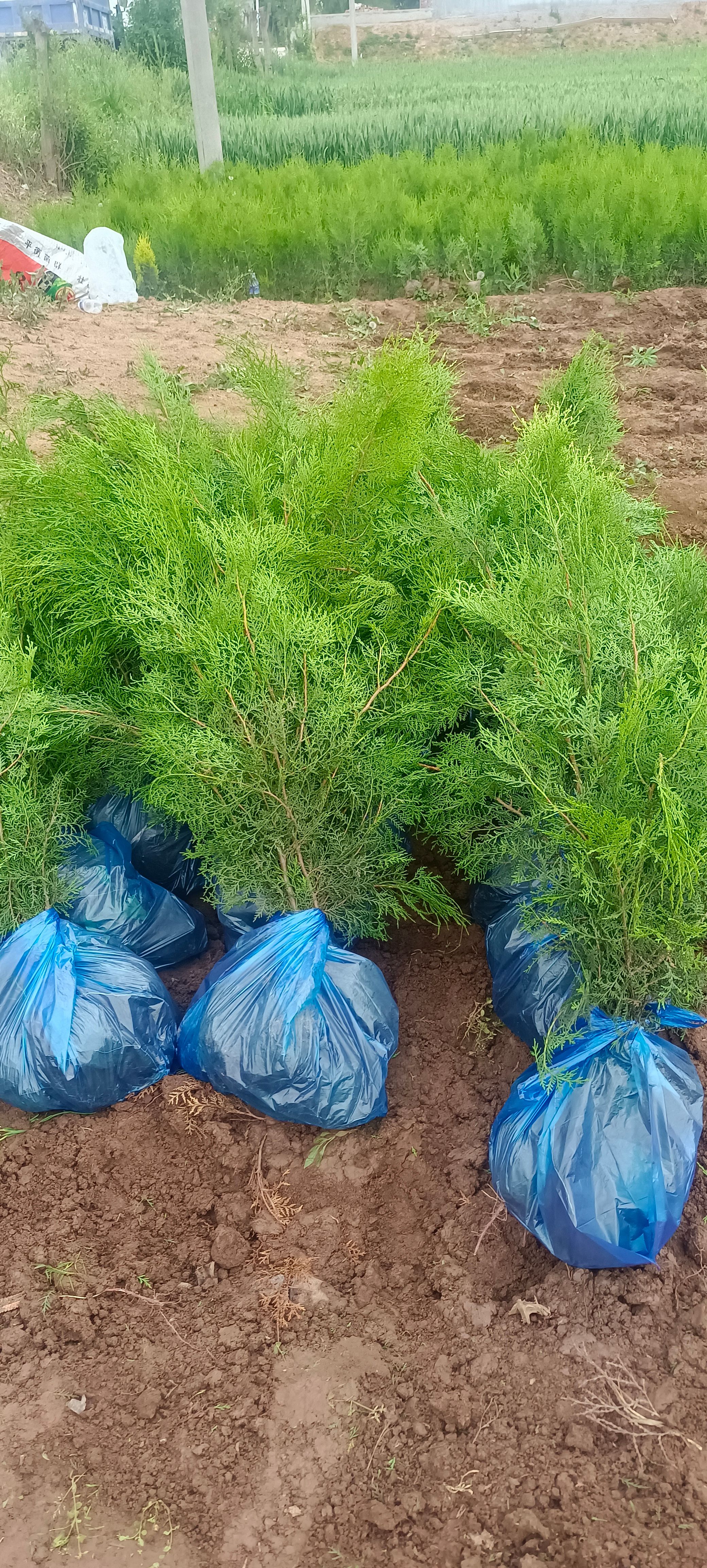 柏树 陕西柏树苗 侧柏树 侧柏树苗 各种规格20－500厘米