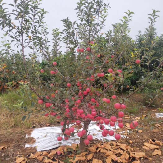 绥中县产地直发，大量有货，欲购从速