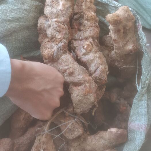 灵山县土茯苓