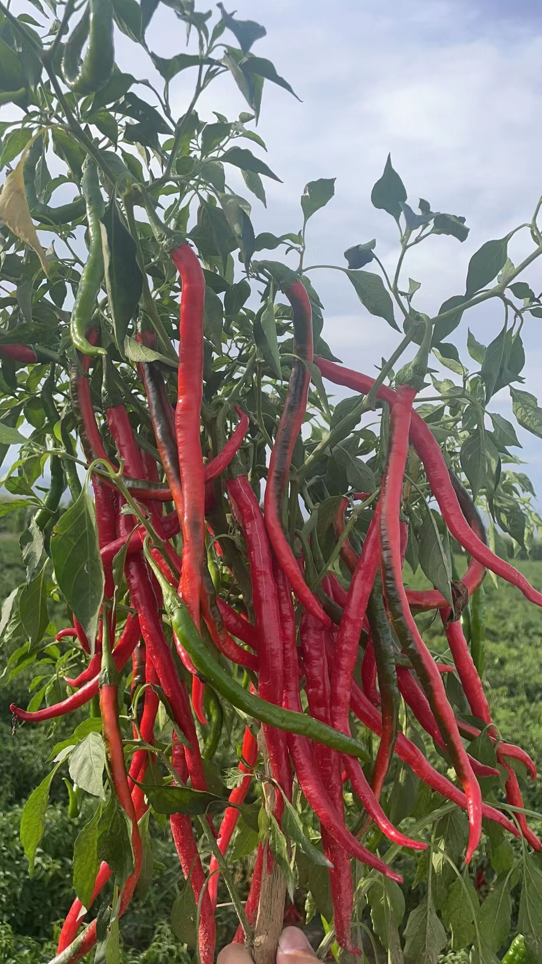 各种鲜辣椒上市，剁椒，打酱，走市场