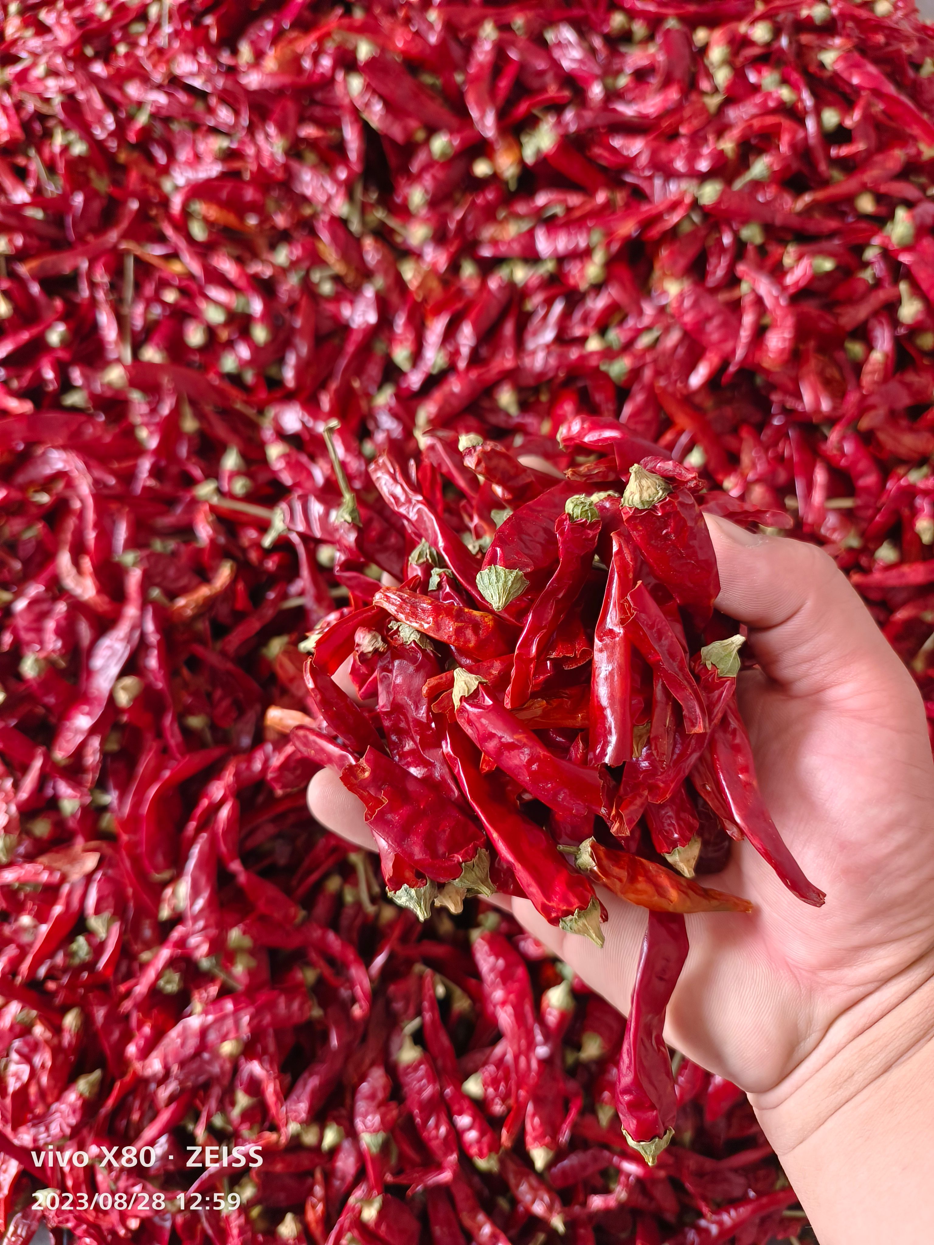 2023河南高辣香辣829精品新货大量批发代收