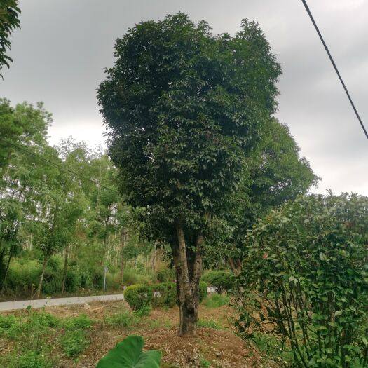 桂林桂花树