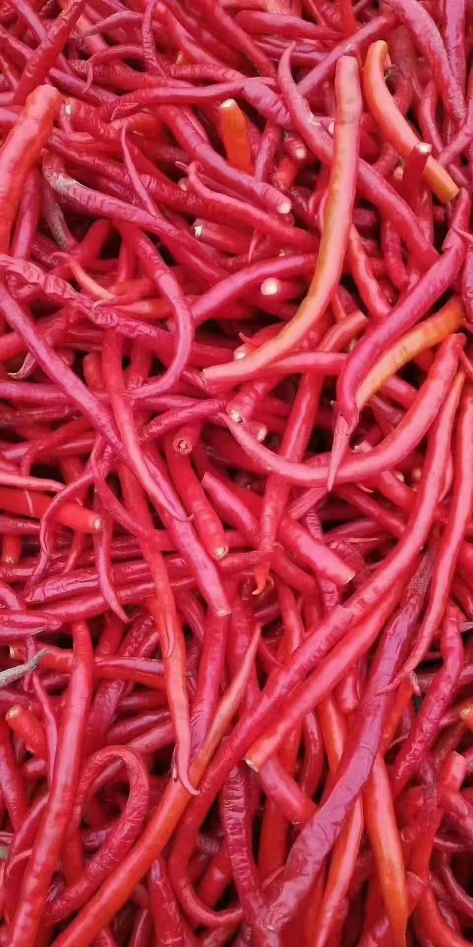 各种鲜辣椒上市，剁椒，打酱，走市场