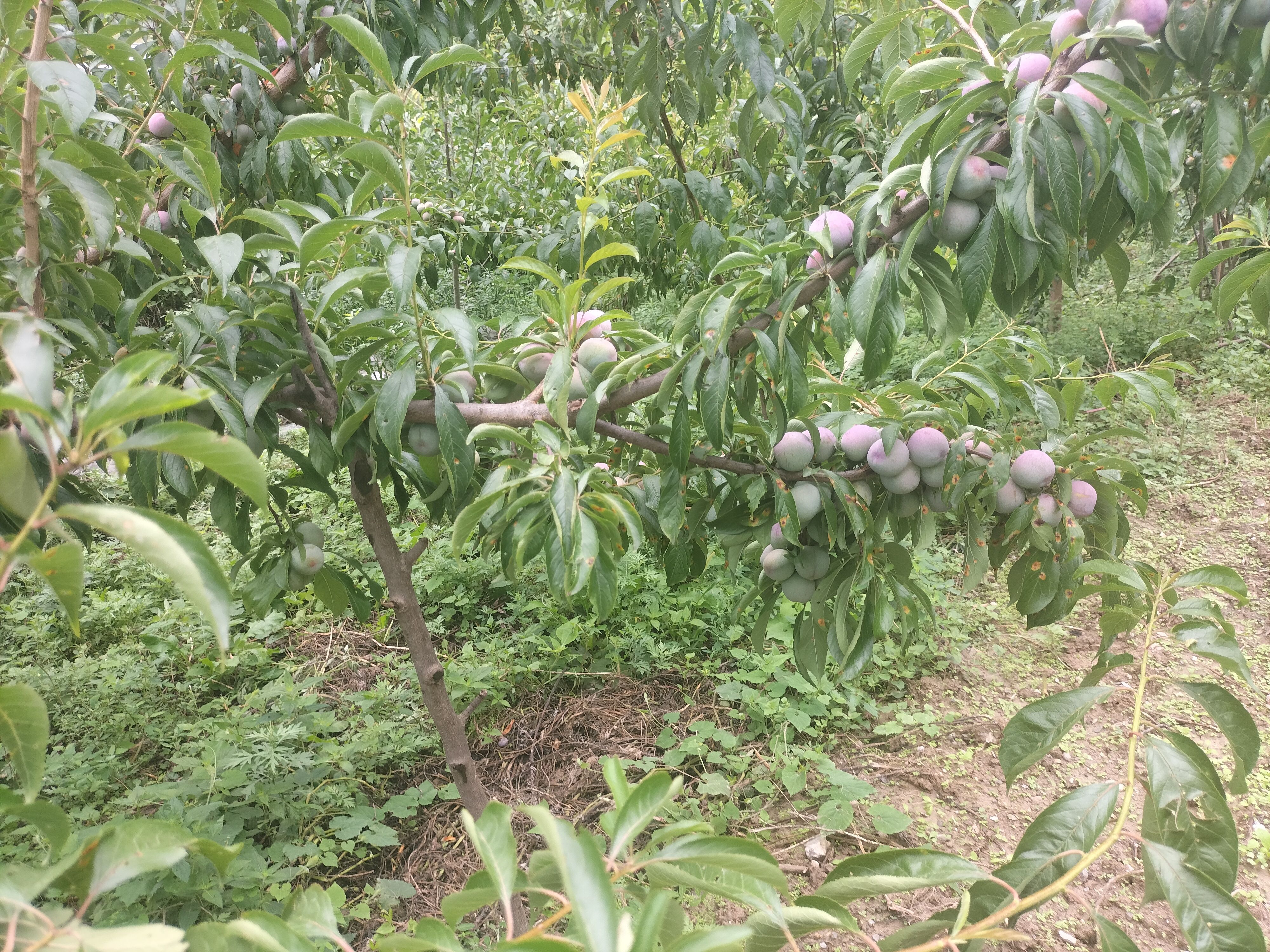 脆红李