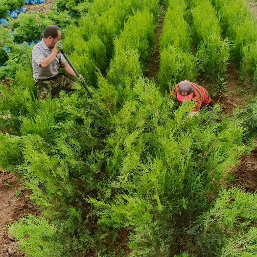 柏树 陕西柏树苗 侧柏树 侧柏树苗 各种规格20－500厘米