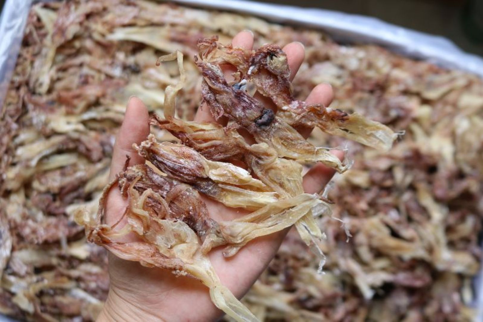 鱿鱼头越南北海，白净，新鲜肉质好，鱿鱼须口感好各种规格齐全