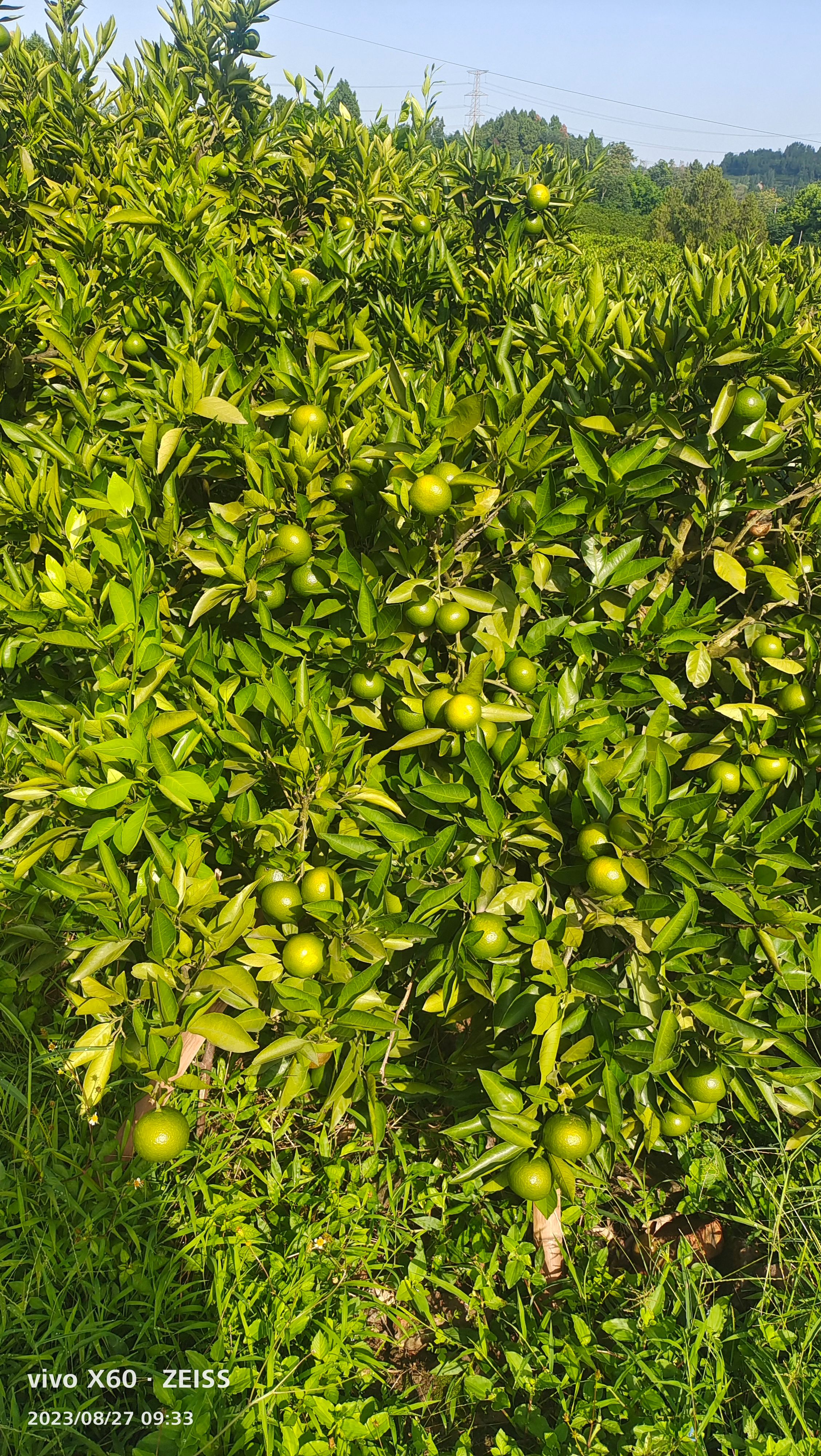 资阳特早蜜橘电商货市场果大量上市