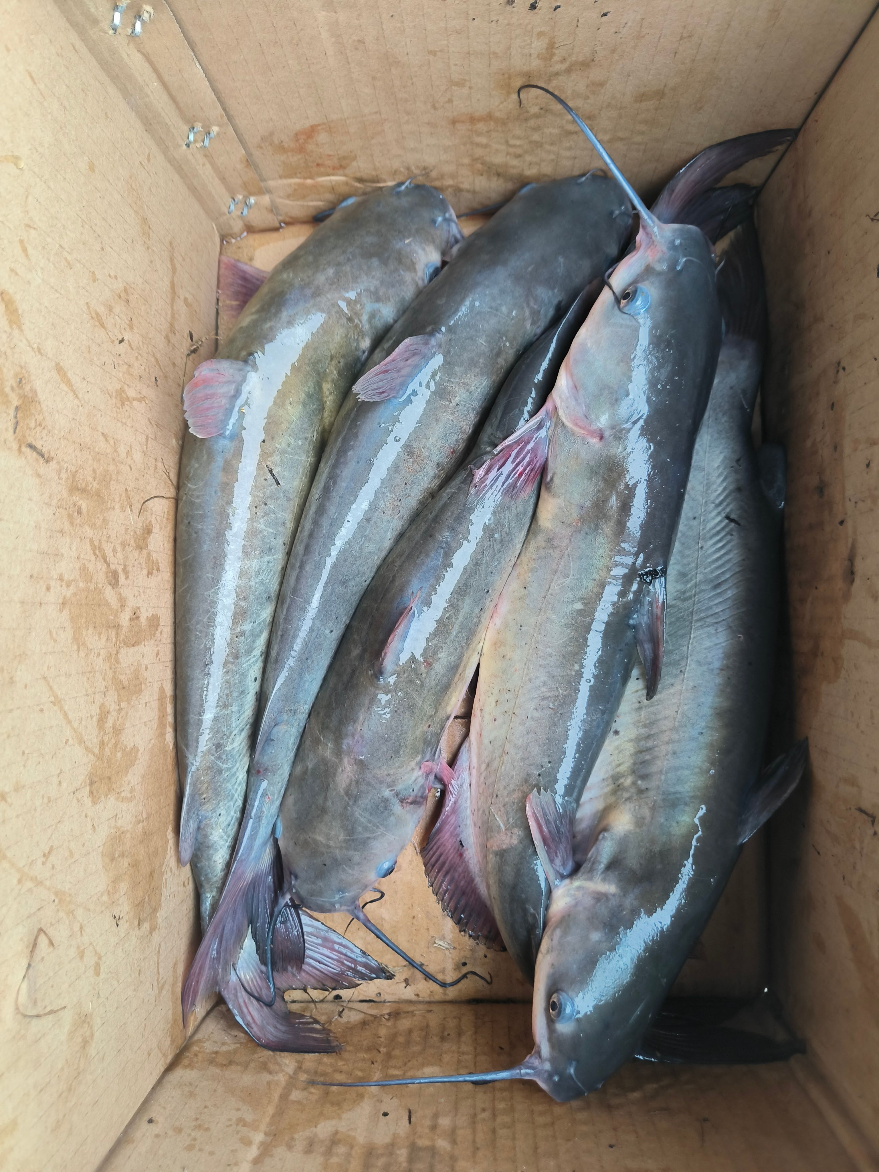 鮰鱼，1.2到3斤，