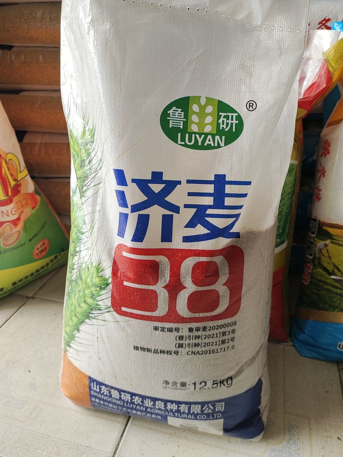 巨野县济麦38小麦种子，矮秆大穗，角质粮，抗寒抗旱，产量高！