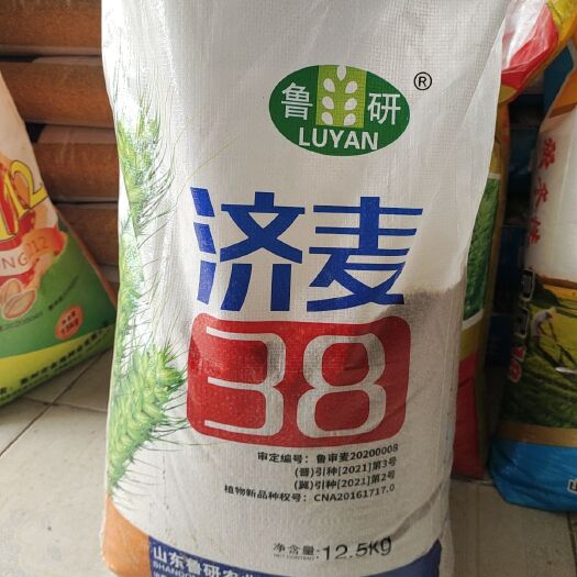 济麦38小麦种子，矮秆大穗，角质粮，抗寒抗旱，产量高！