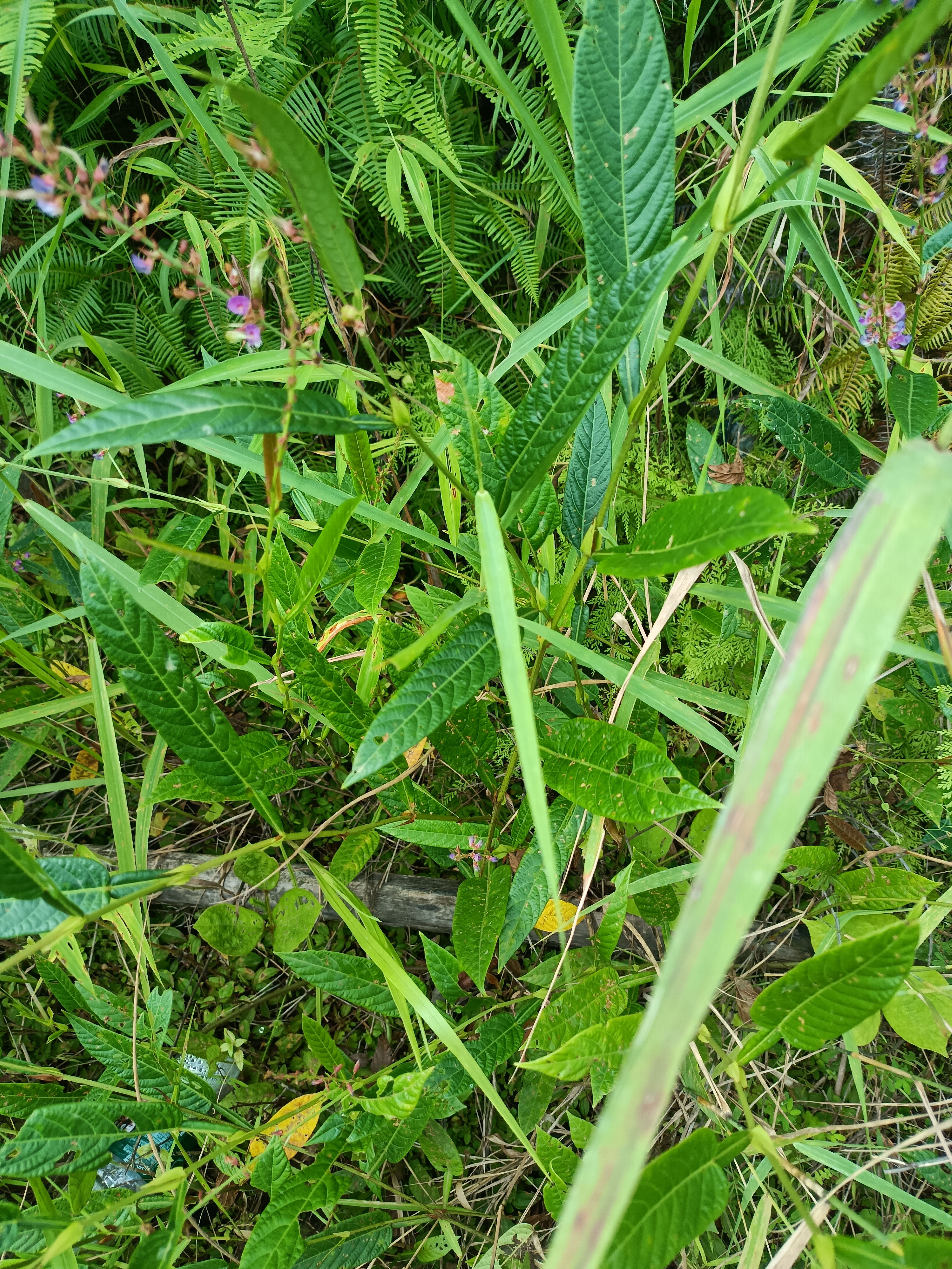 葫芦茶
