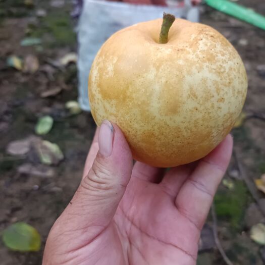 西华县糖袖水晶梨