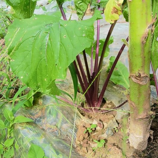 威宁县红菜苔，