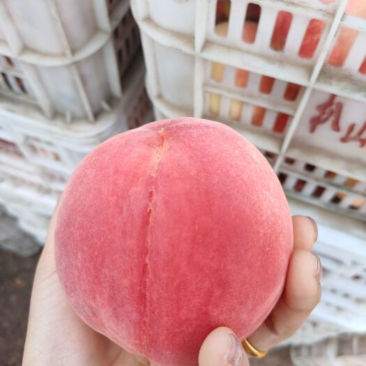 沂水县秋彤桃子果园现采摘