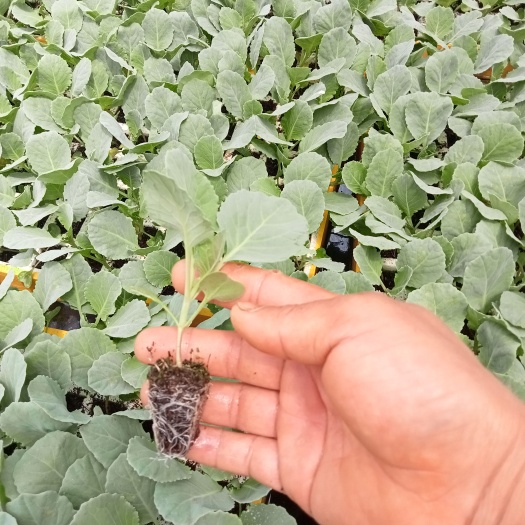通海县精品甘蓝（包菜）