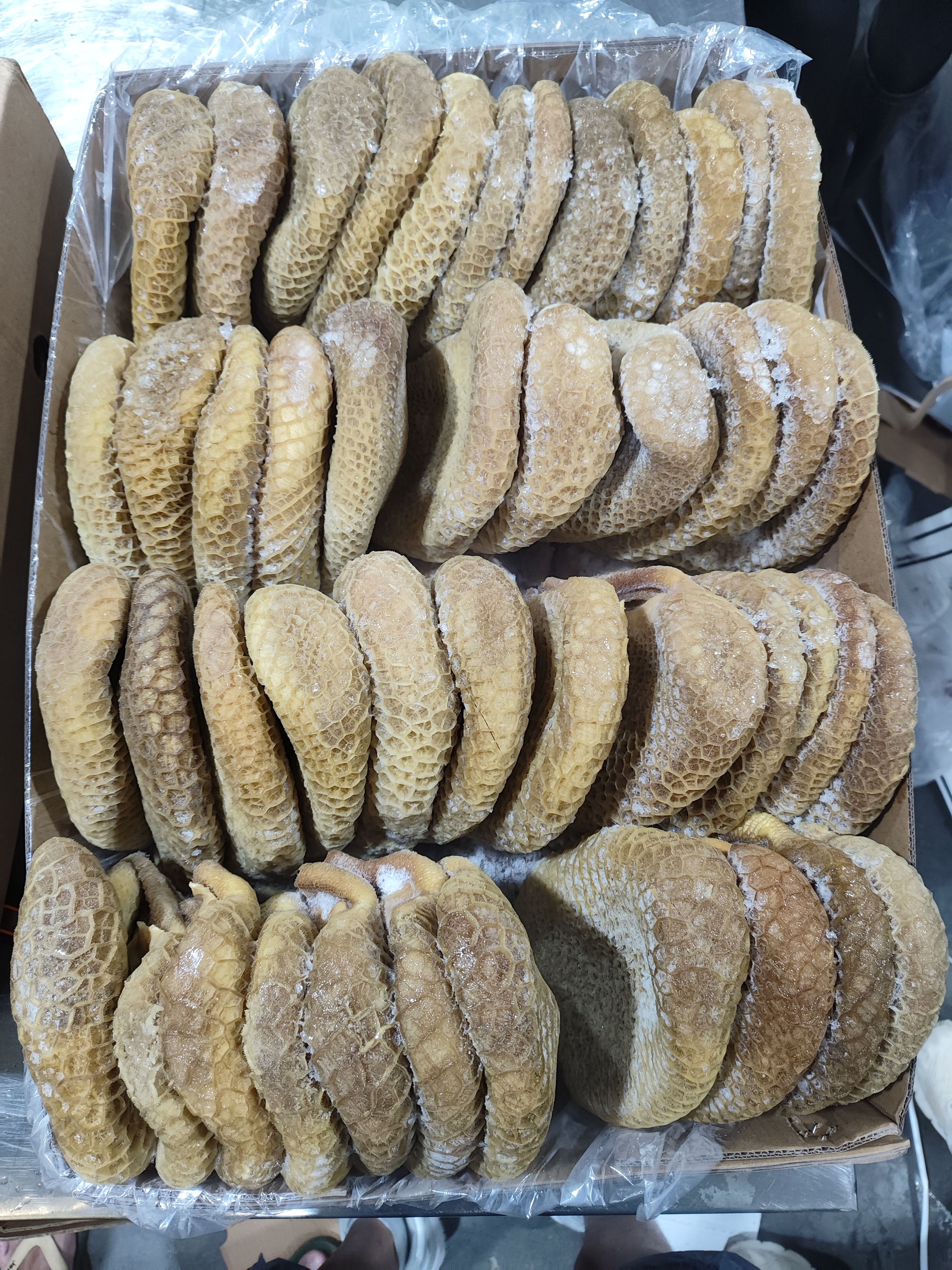 金钱肚