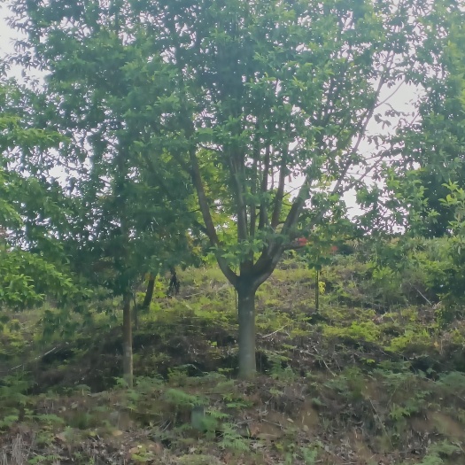 池州深山含笑