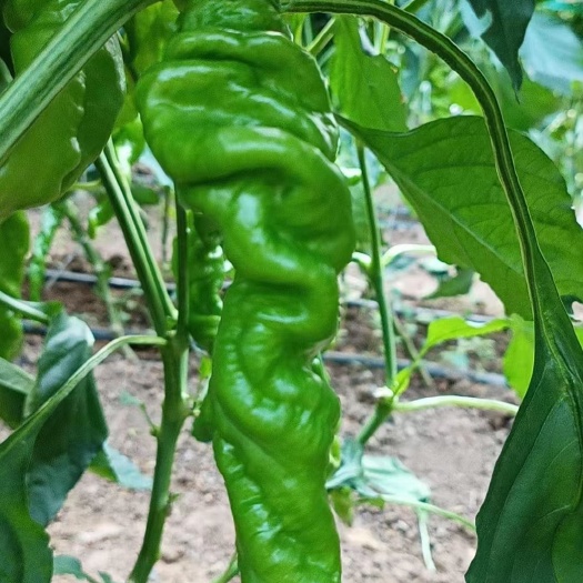 昆明大量螺丝椒，欢迎各地的老板报价