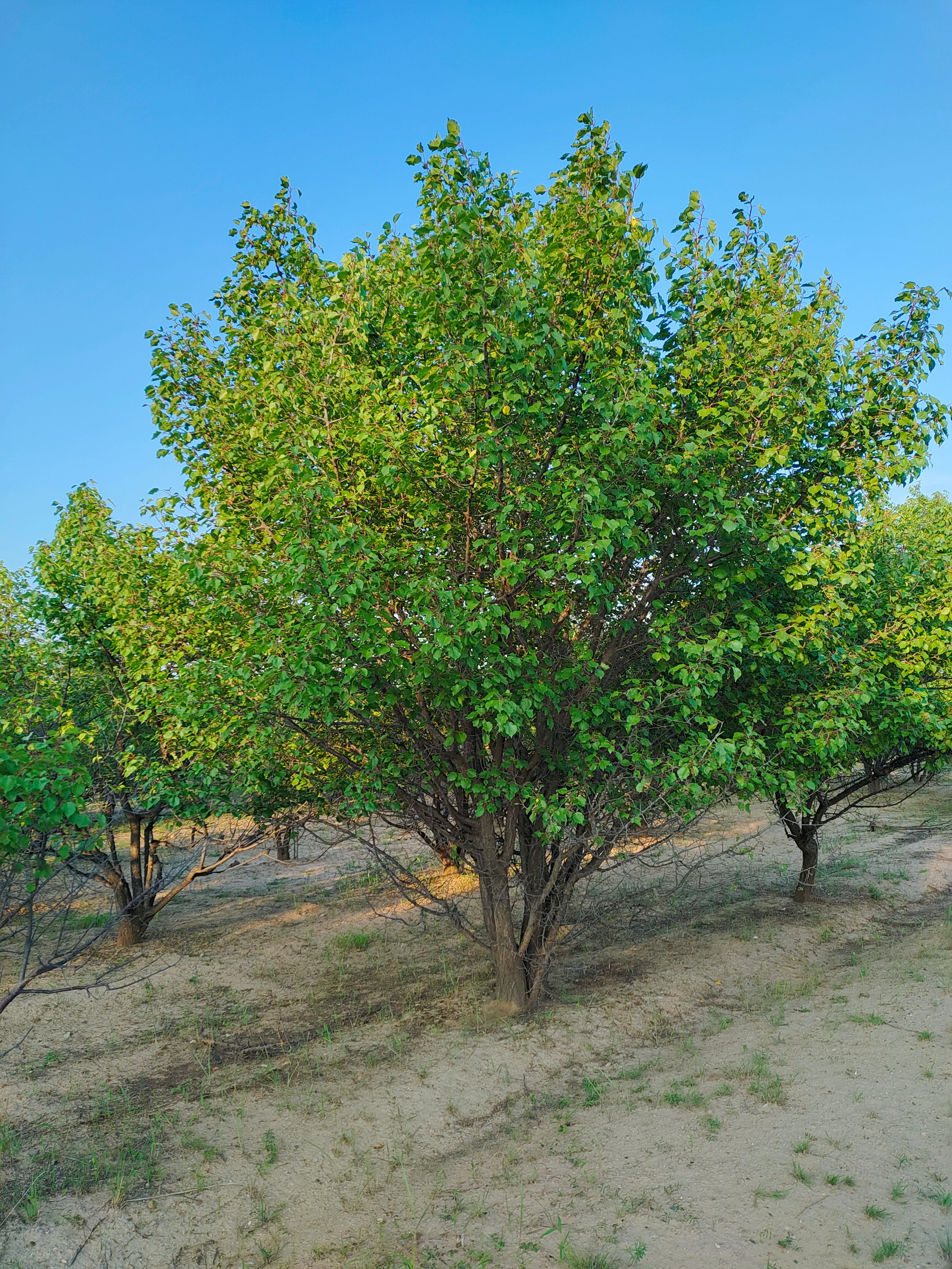 15公分山杏高度450冠幅400地产专用