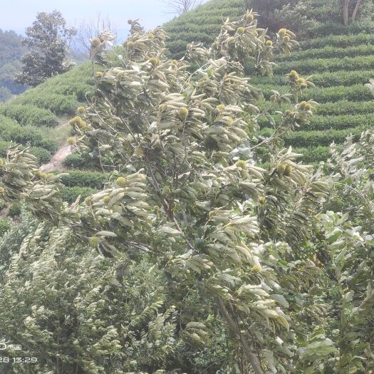 信阳秋茶