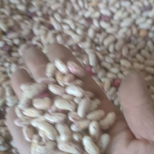 长春出售2023年芸豆