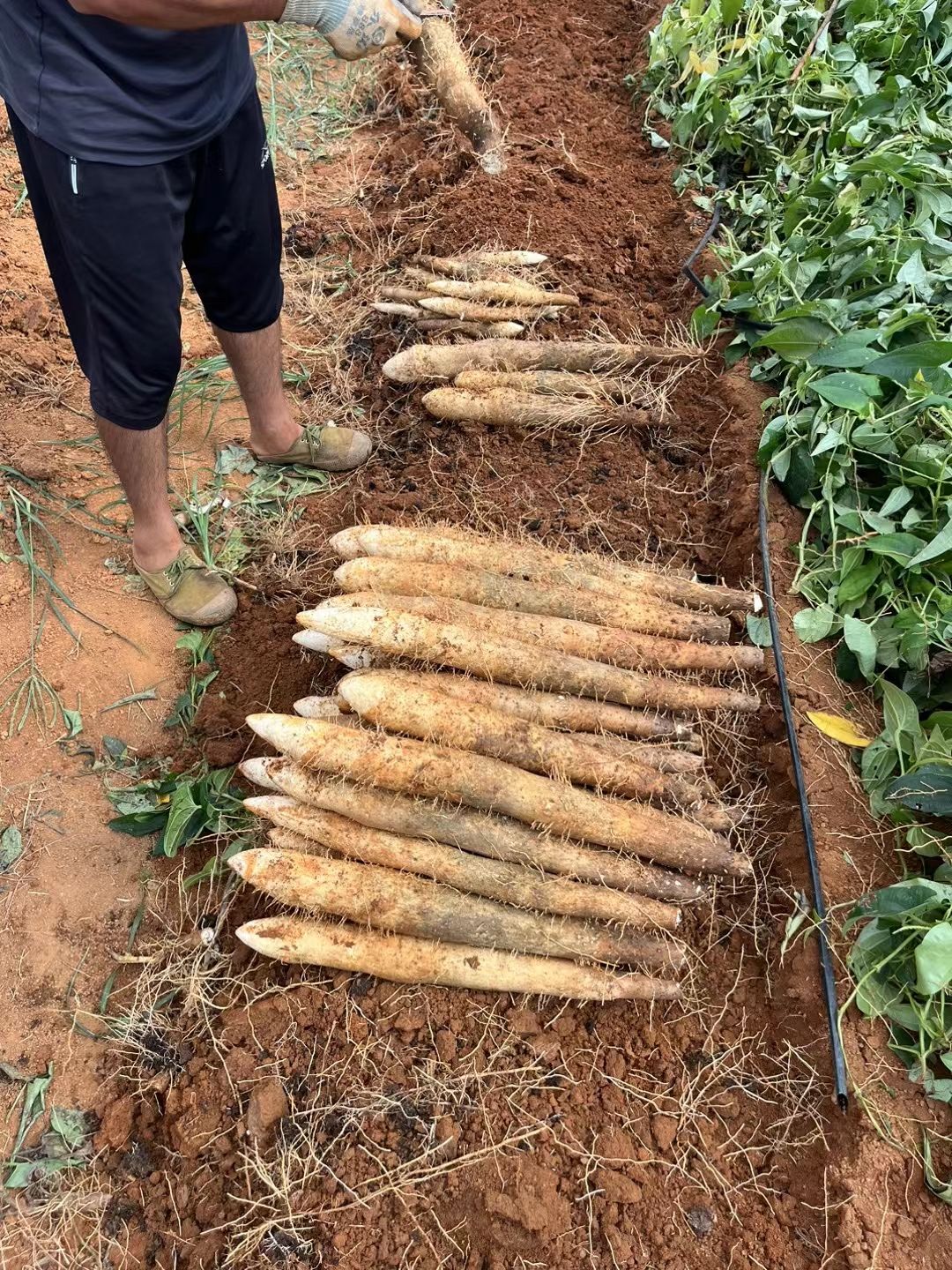 《优惠》山药厂货通货1.3元每条一斤以上