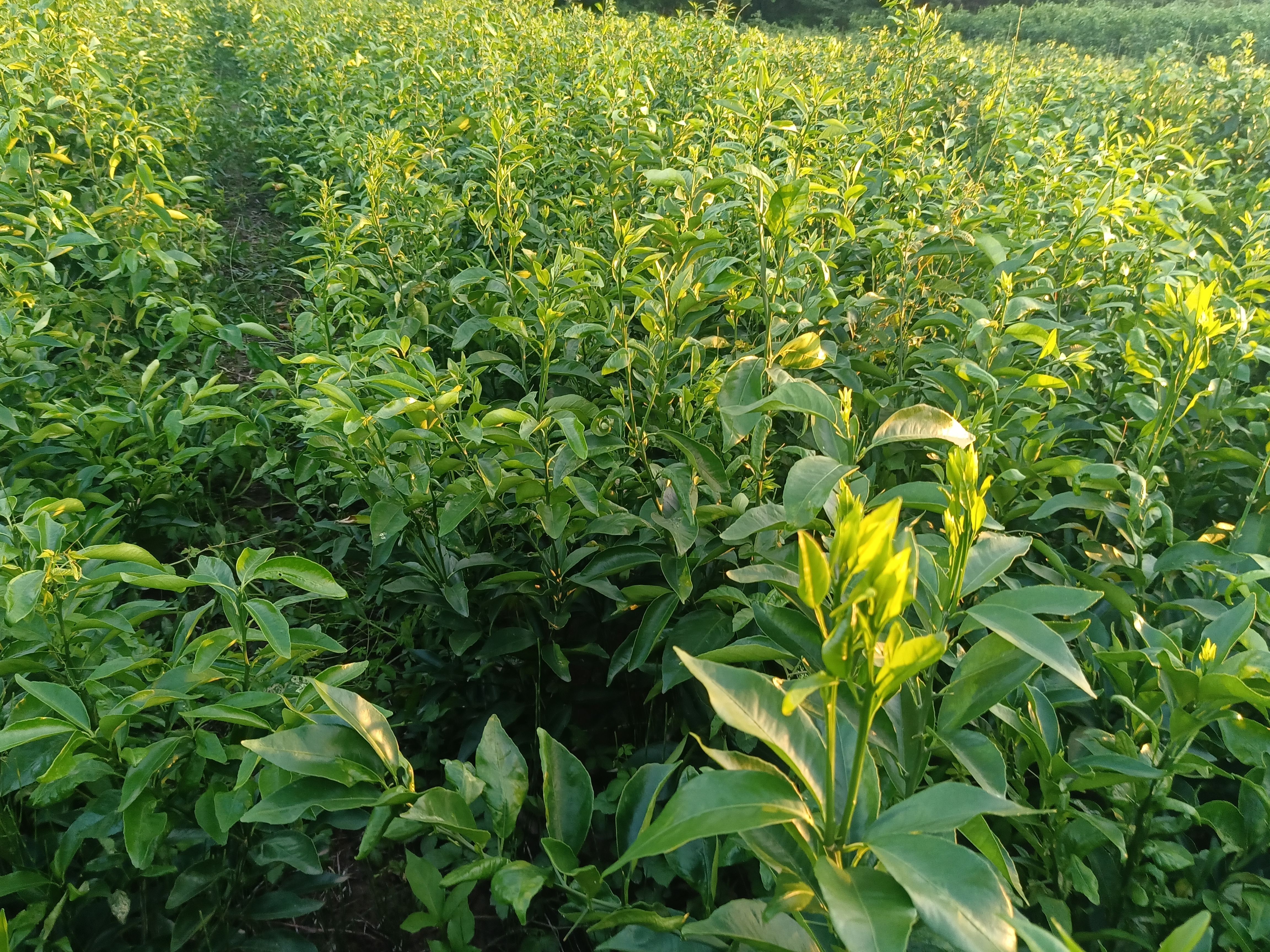 沃柑苗  普通沃柑土球苗、沃柑地苗，苗好价优！