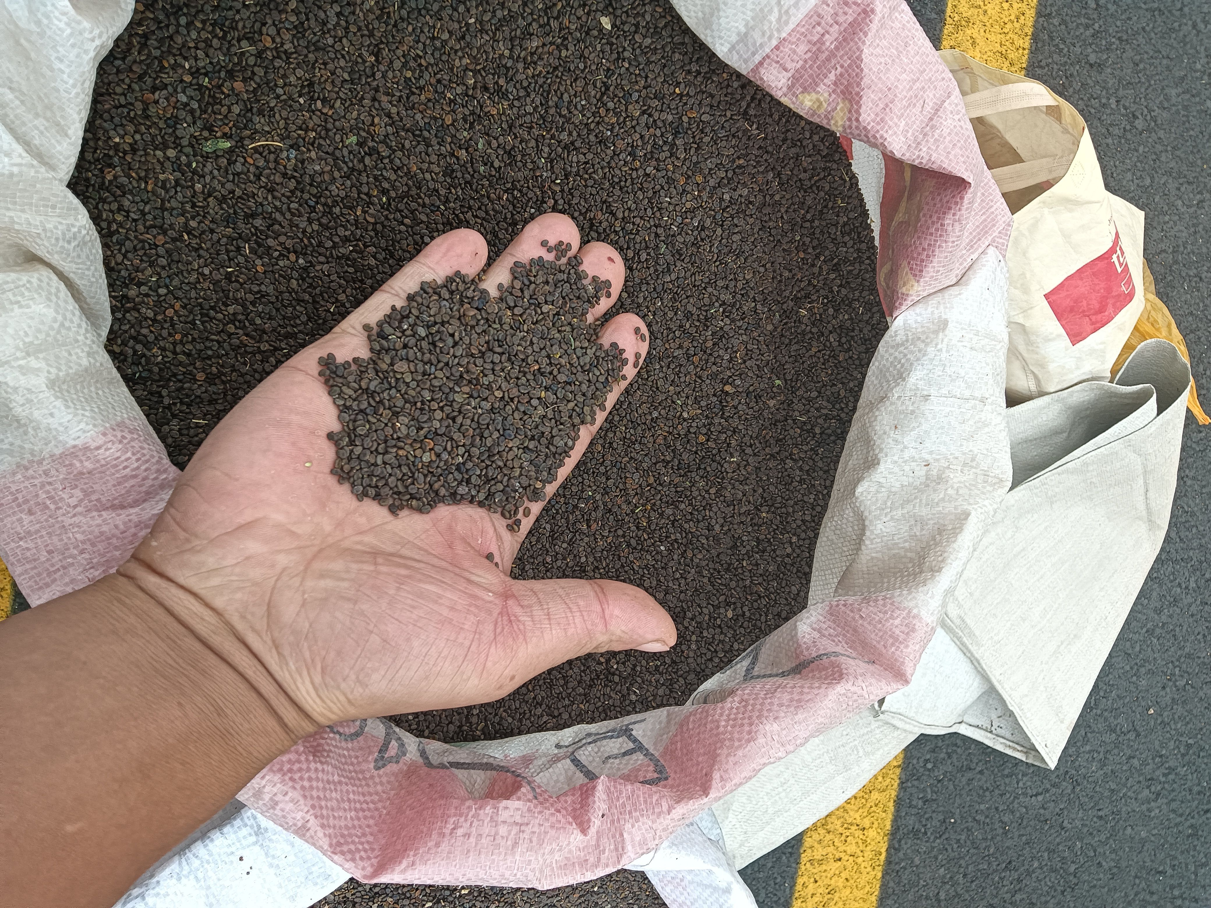 甘肃黄芪籽