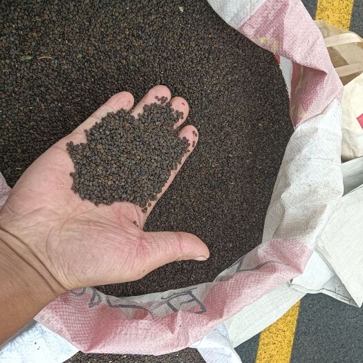 陇西县甘肃黄芪籽