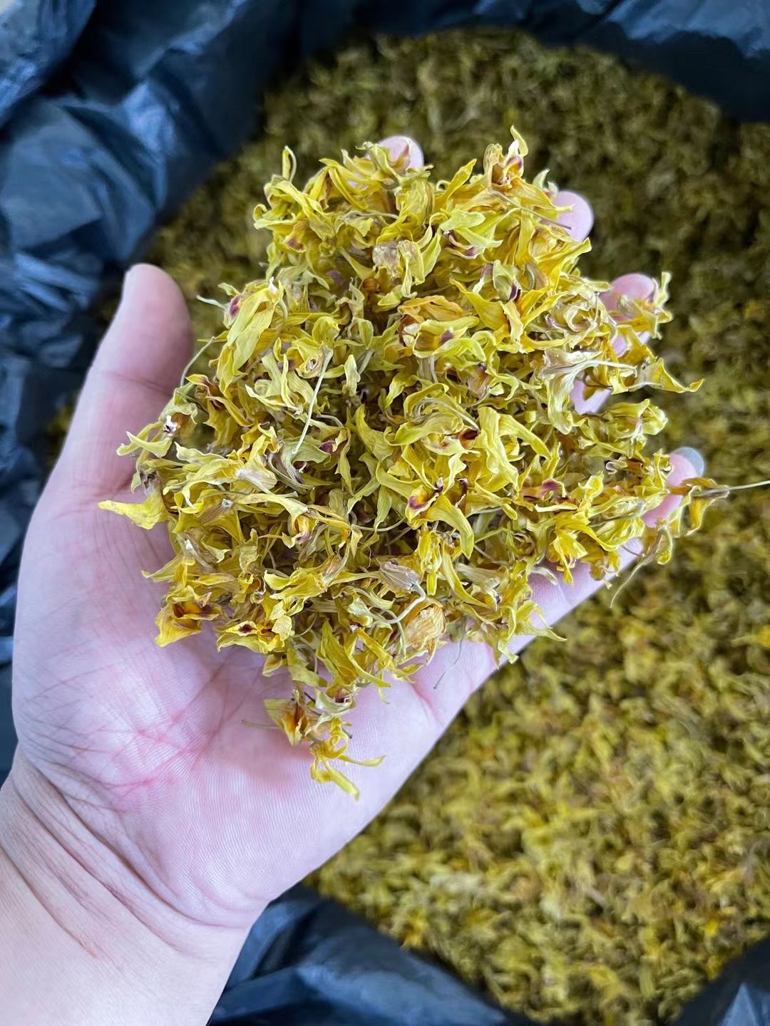 铁皮石斛鲜花 紫皮石斛鲜花 自家采的 便宜卖咯