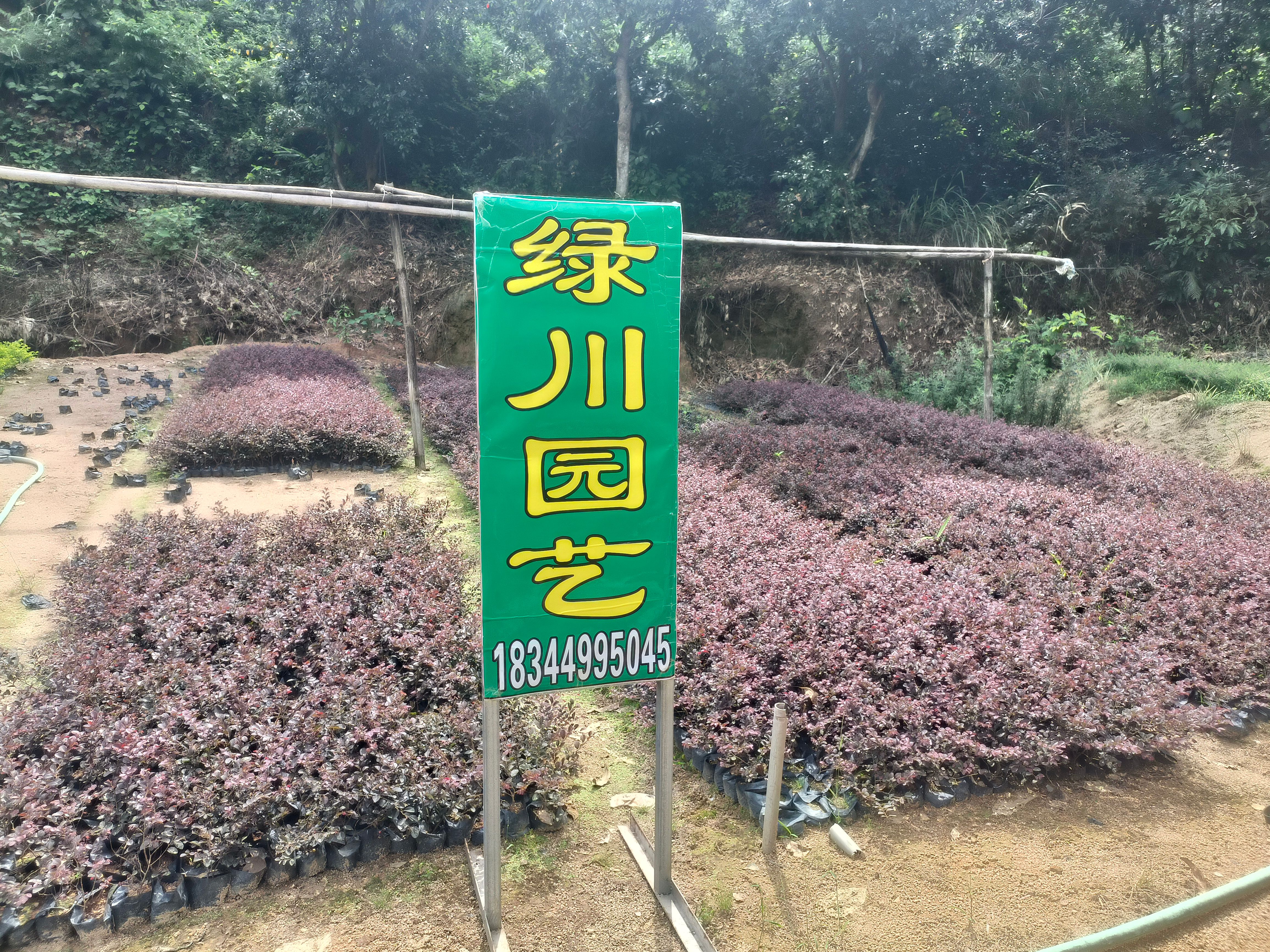 单面红  红花继木