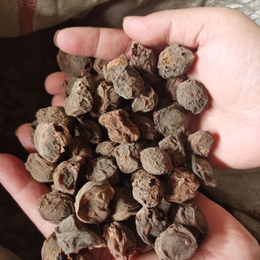 巍山县乌梅，云南产地自产自销，有大货