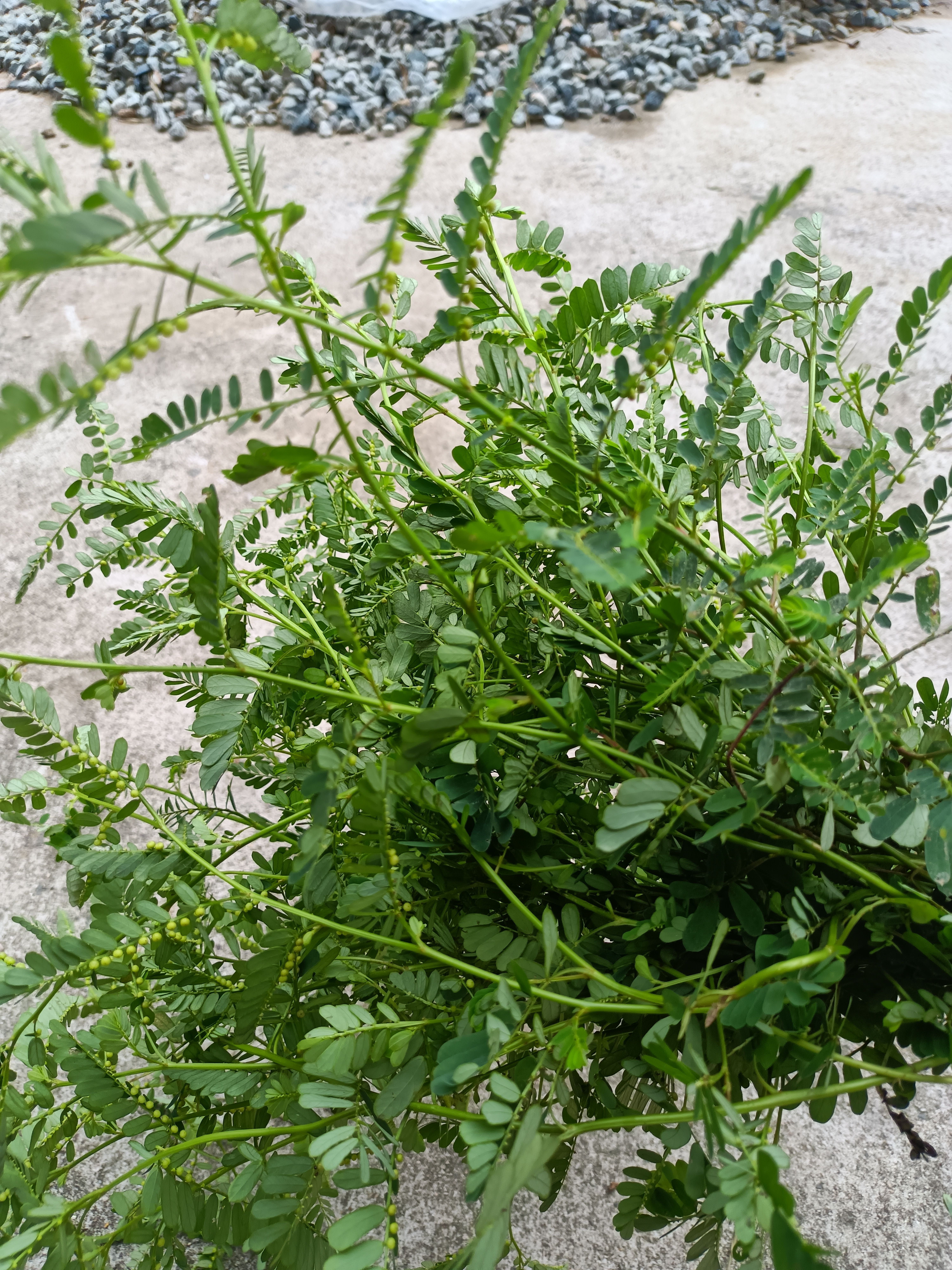 叶下珠，珍珠草