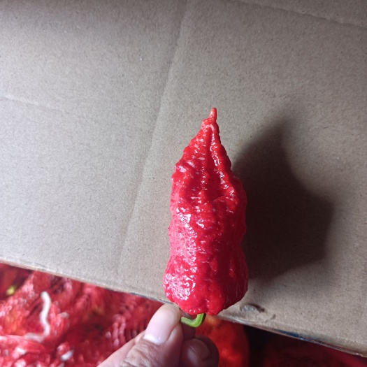 毕节工业辣椒