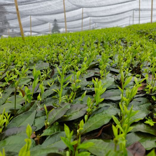 雅安茶苗，福鼎大豪茶苗