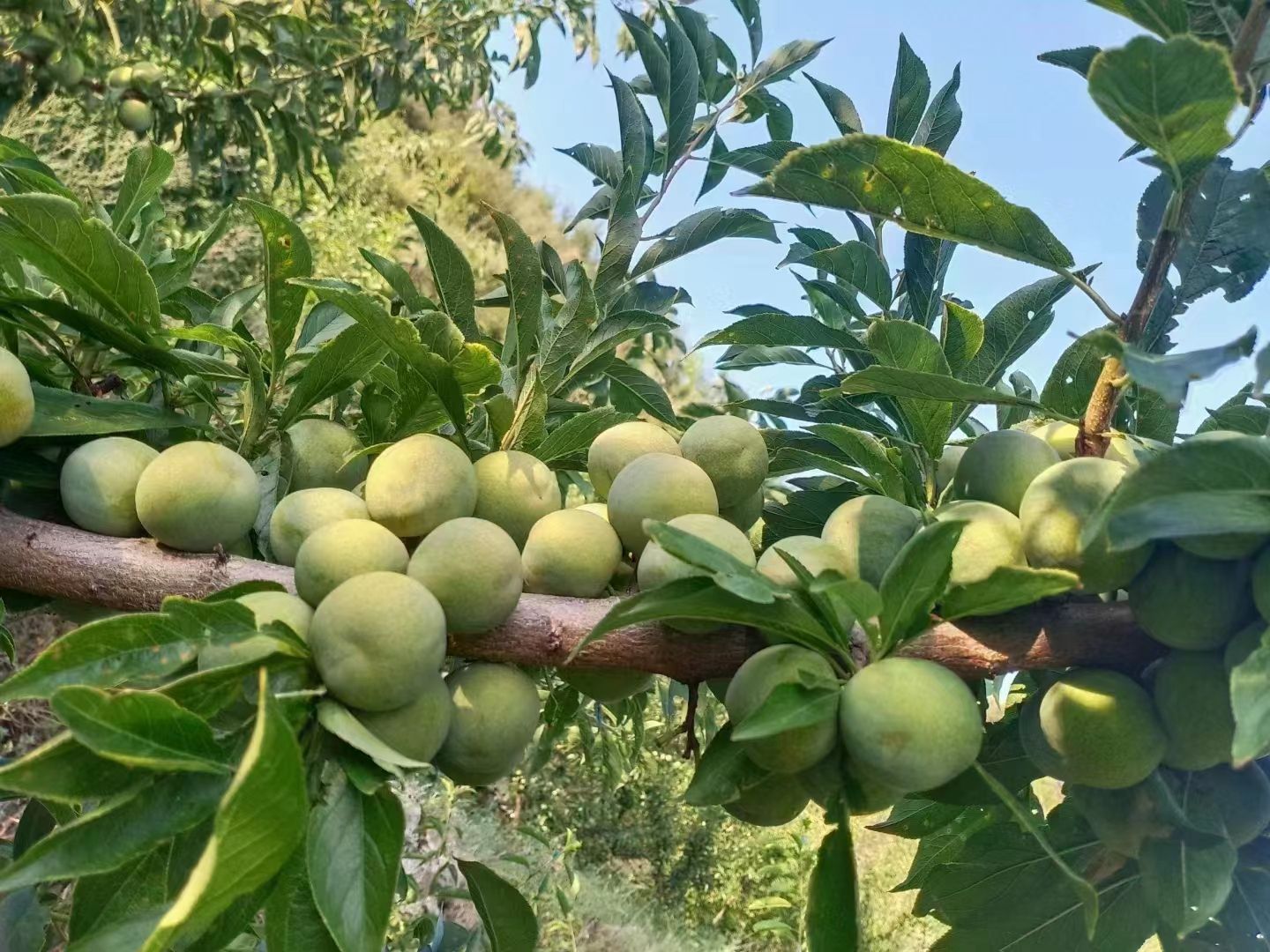 阿坝州理县高山青脆李七八千斤左右堆卖