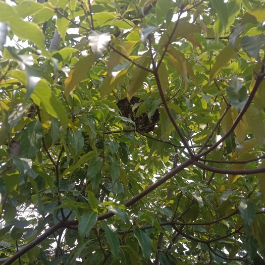 临海市鲜活蜂蛹需要的联系价格便宜质量保证鲜活，都是当天弄的