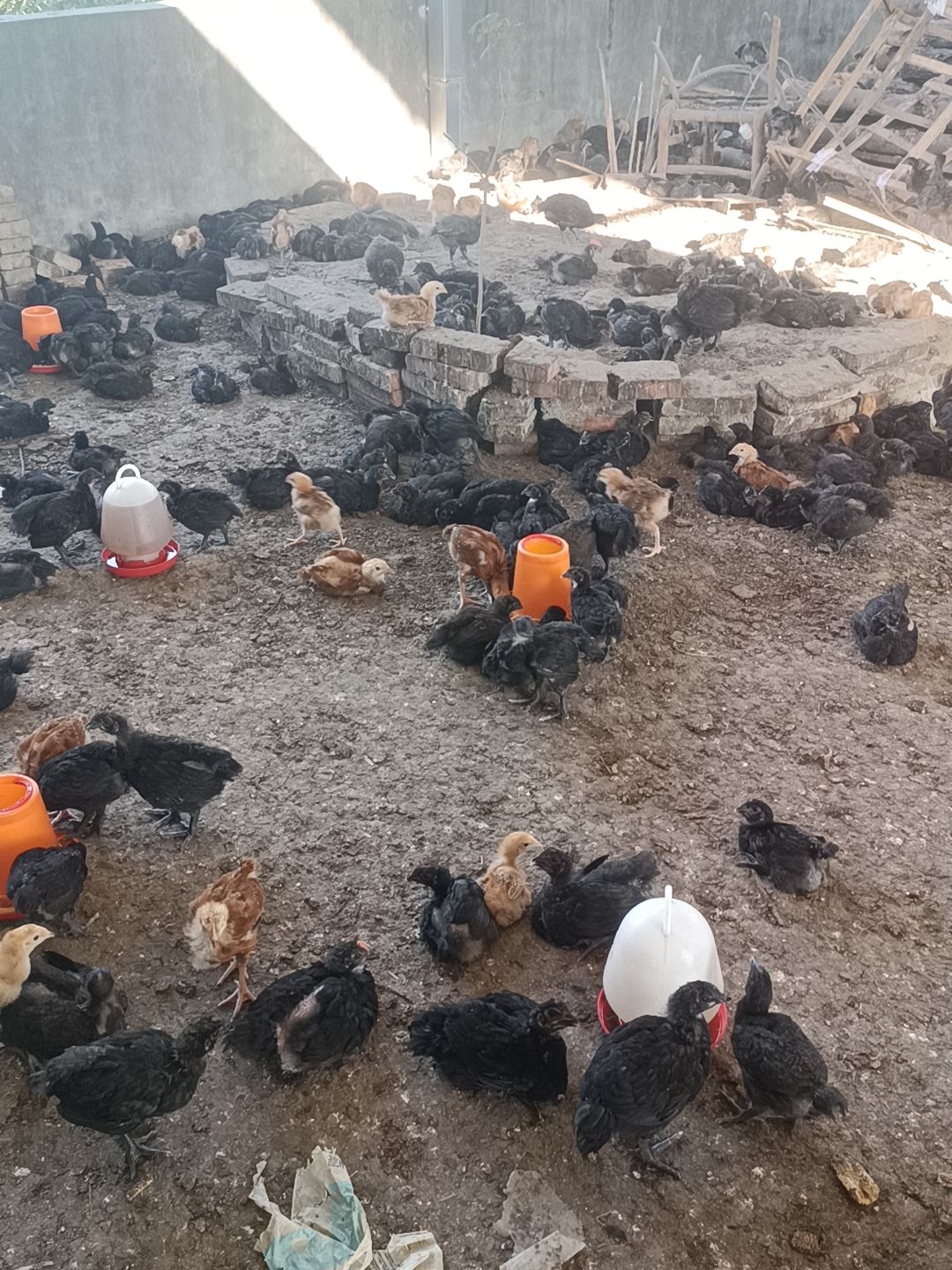 黑羽鸡脱温鸡500g左右