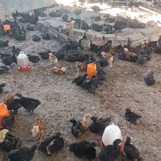 仪陇县黑羽鸡脱温鸡500g左右