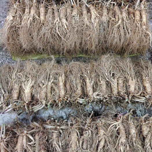 鲜参 东北长白山人参新鲜种植鲜参 10颗一斤包邮
