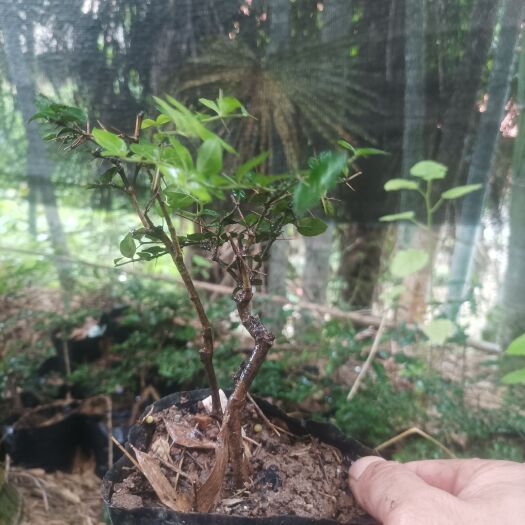 咸宁虎刺（绣花针）盆栽