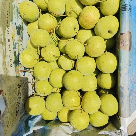 固安县梨