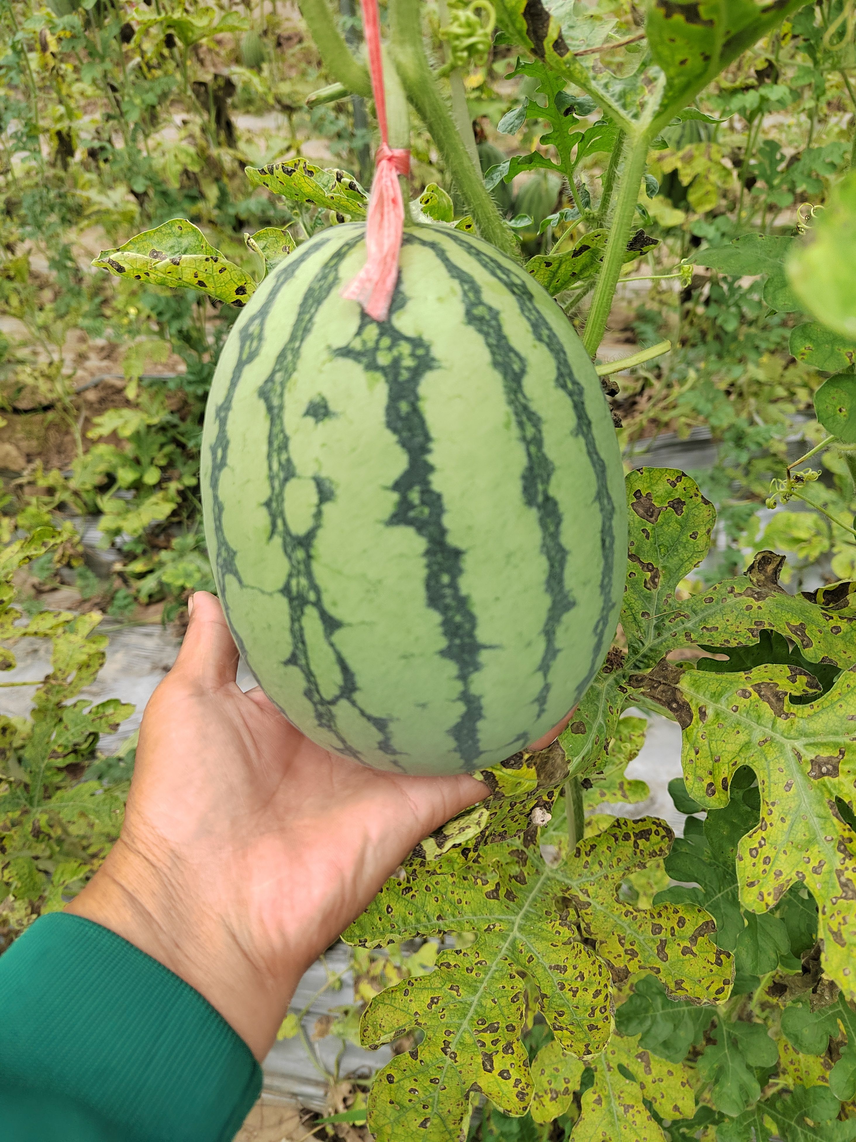 牛奶小吊瓜