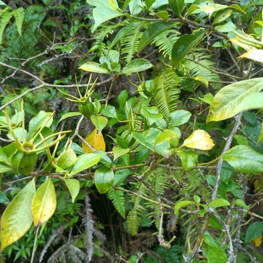龙川县栀子根，黄果根